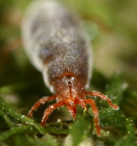 Abrolophus passerinii